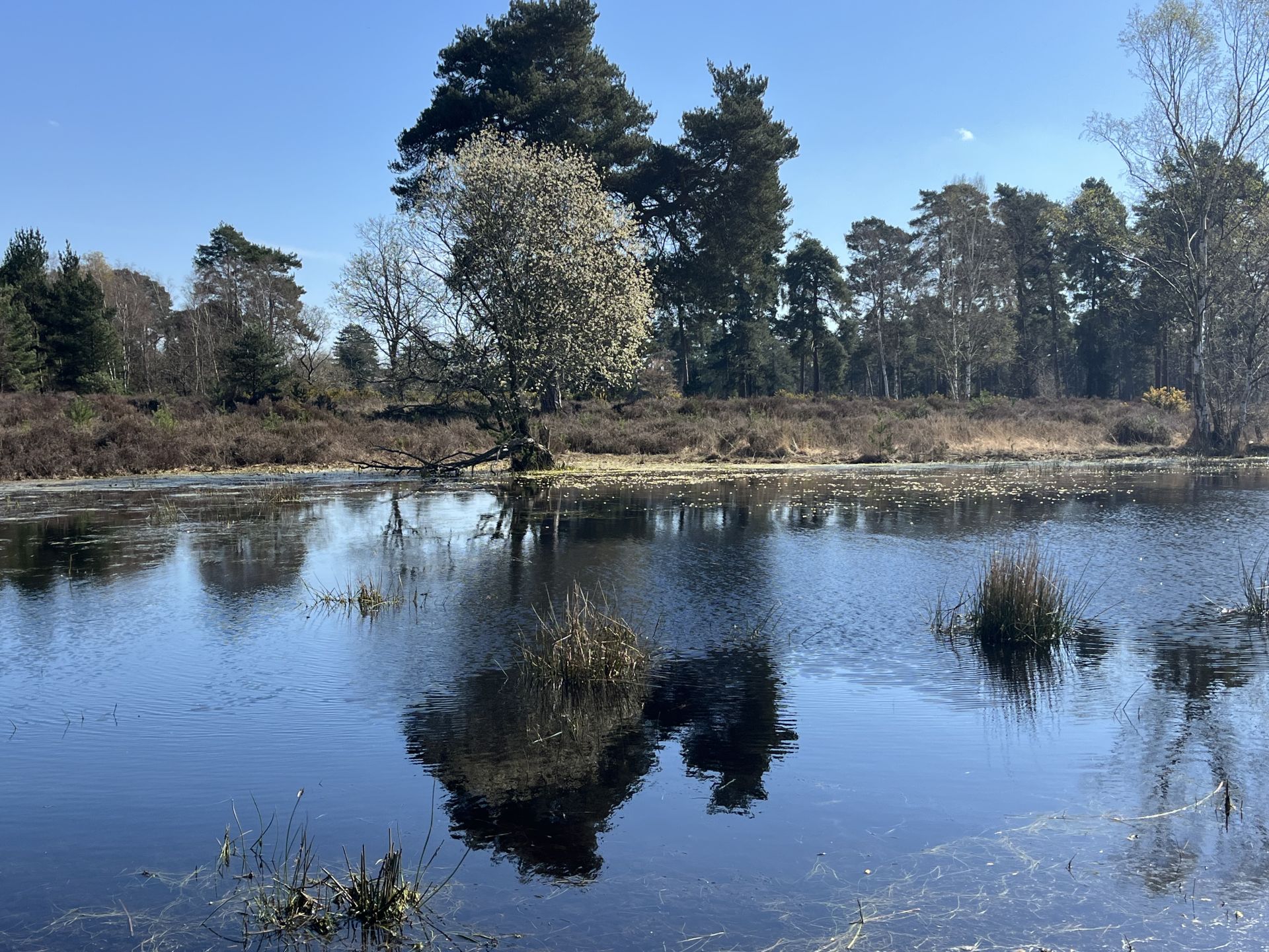 Heathland pond